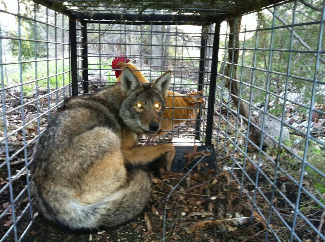 Opossum caught in cage live trap pest control. Wild animal