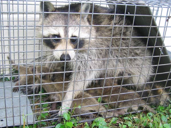 Trapping nuisance wildlife  Washington Department of Fish & Wildlife