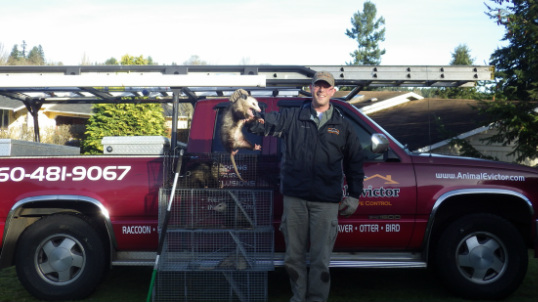 Tacoma Animal Control Animal Removal - Evictor Pest & Wildlife Solutions