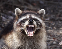 Bildergebnis für Raccoons on Vashon Island